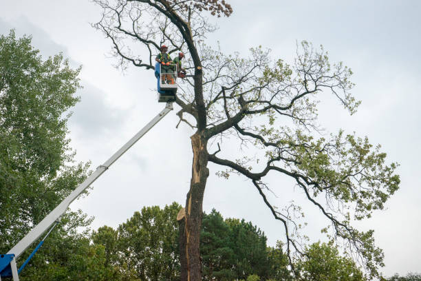 Best Landscape Design and Installation  in Dover, TN