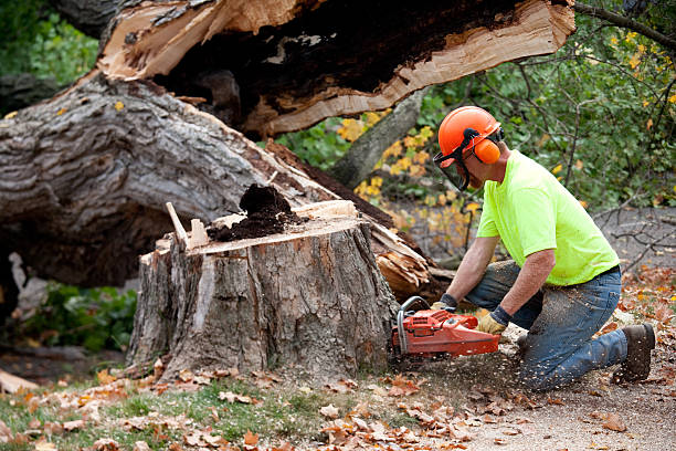 Best Commercial Tree Services  in Dover, TN